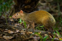 Aguti stredoamericky - Dasyprocta punctata - Central American Agouti 3771